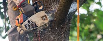 Best Tree Trimming and Pruning  in Marlin, TX