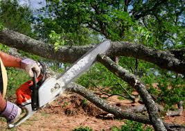 How Our Tree Care Process Works  in  Marlin, TX