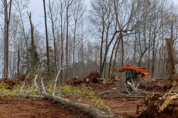 Best Tree Removal  in Marlin, TX