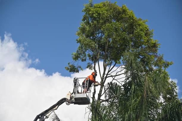 Best Leaf Removal  in Marlin, TX